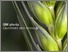 [thumbnail of gm-plant-q-and-a.pdf]