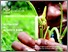 [thumbnail of Grain Legumes Inception.pdf]